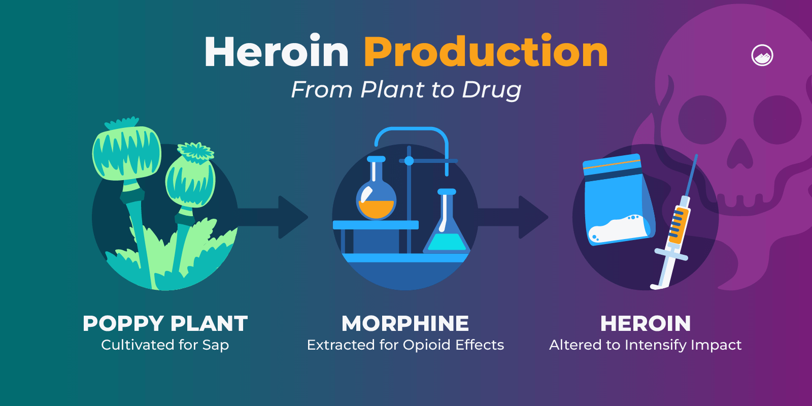 Heroin Drug 01 Heroin Production From Plant To Drug Inline Image