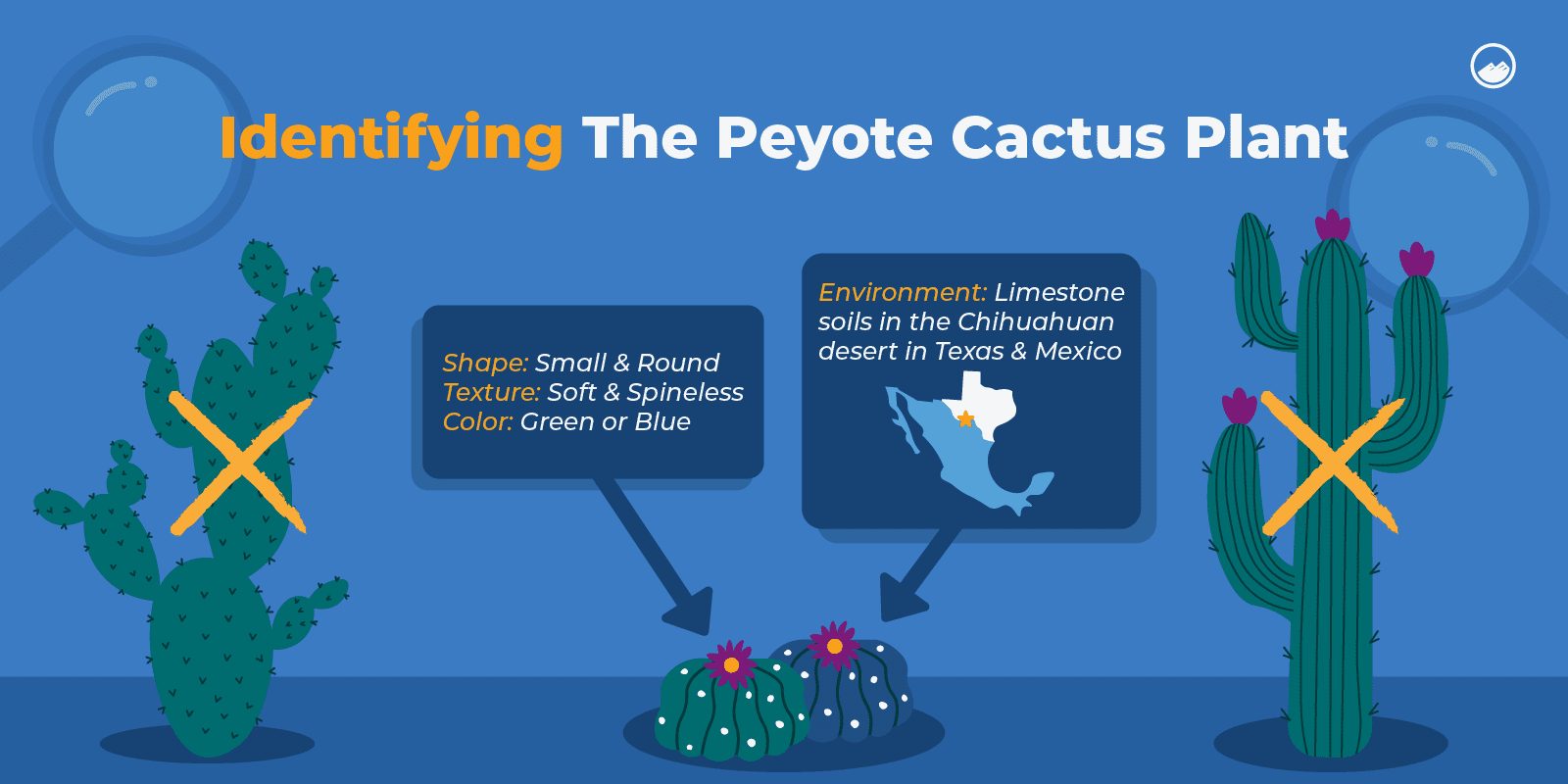 a diagram of the benefits of identifying the peyo cactus plant